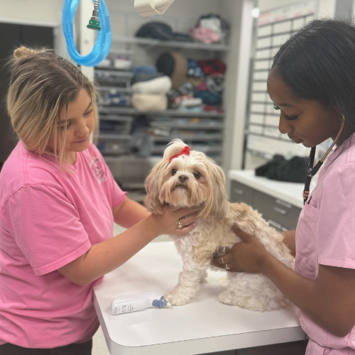 Wellness Care (1) Lakeside Vet Care - pet wellness