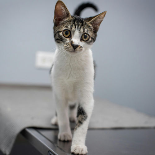 cat (71)