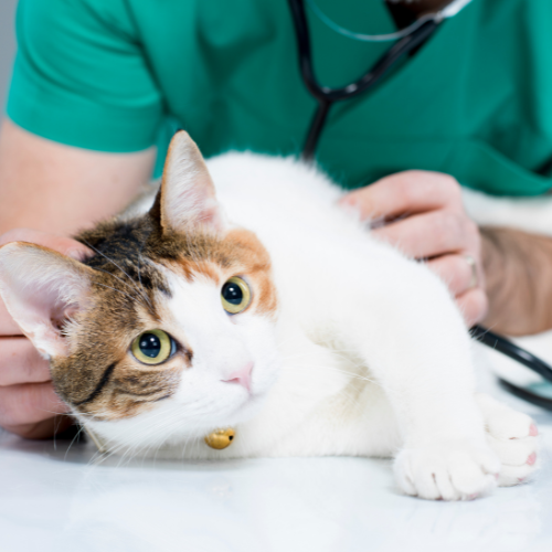 Pet Surgeries 