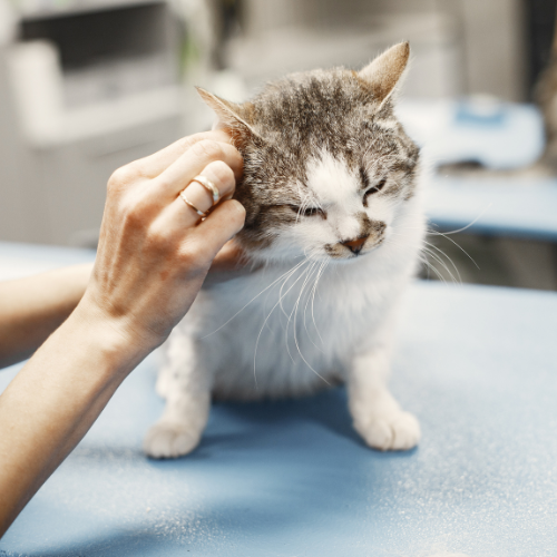 Lakeside Veterinary Care - pet dermatology