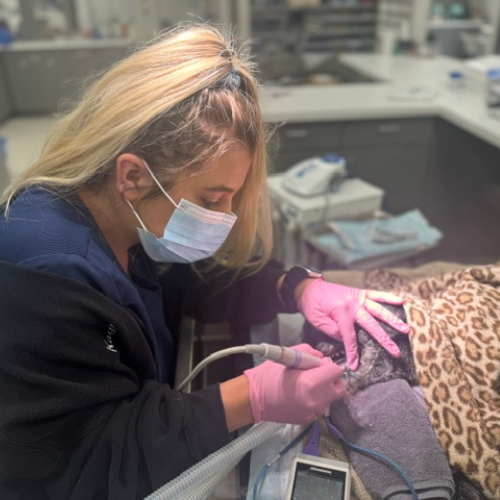 Lakeside Veterinary Care - dental exam