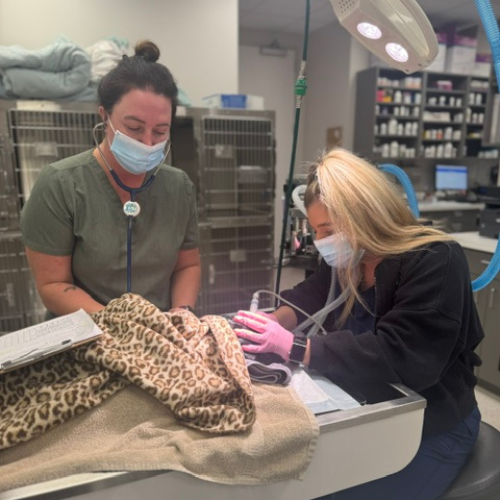 Lakeside Vet Care - Pet Dental care