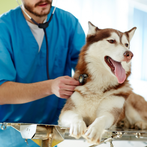 Lakeside-Vet-Care-vet-services-dog-in-kennel
