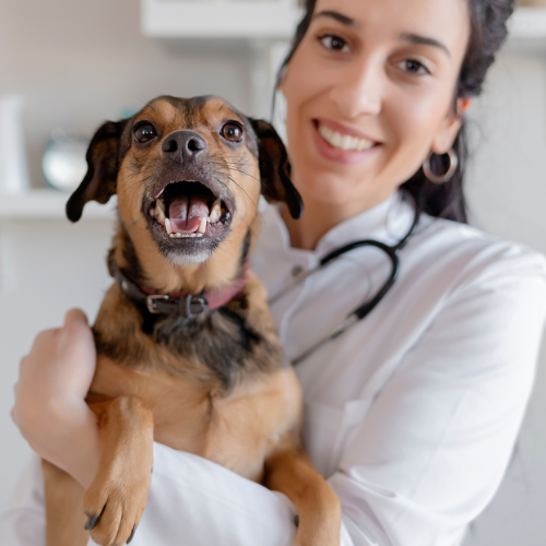 Lakeside Vet Care - pet wellness