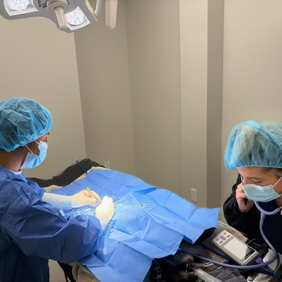 Pet Surgeries 